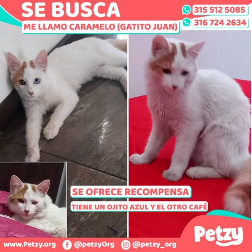 Foto de mascota Caramelo