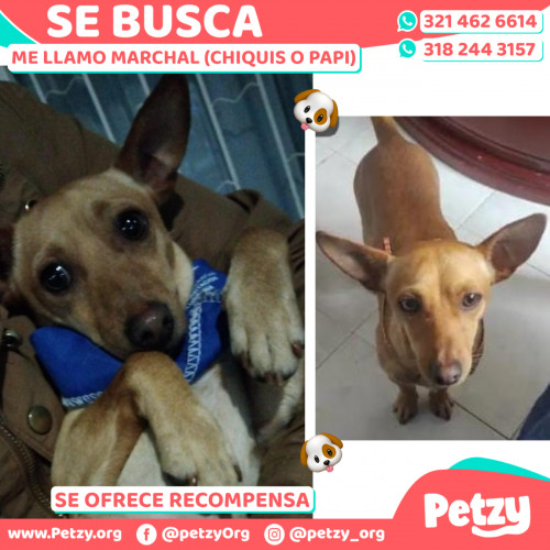 Foto de mascota Marchal (chiquis O Papi)