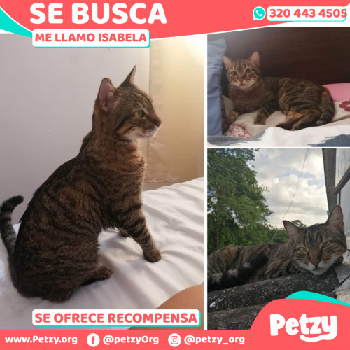 Foto de mascota Isabela