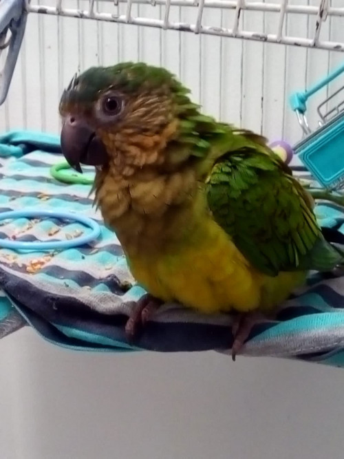 Yako