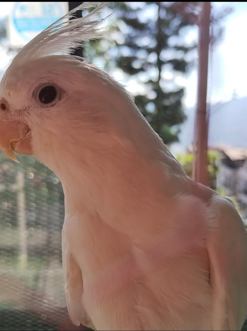 Coco