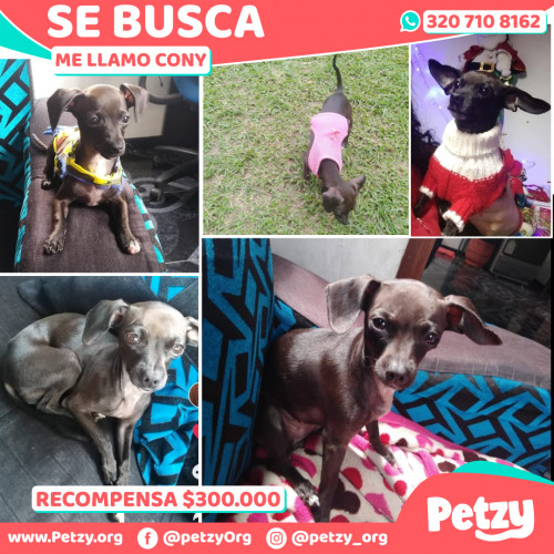 Foto de mascota Cony