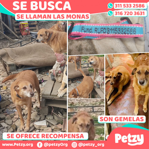 Foto de mascota Las Monas