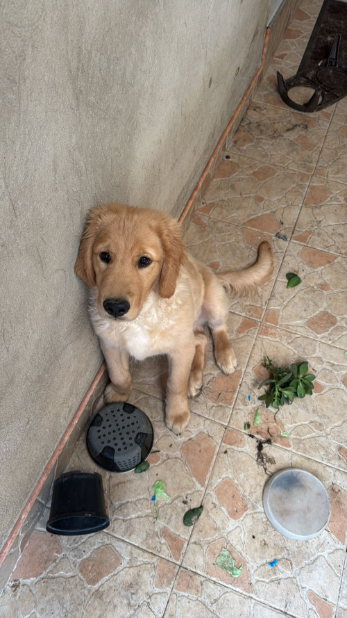 Apolo