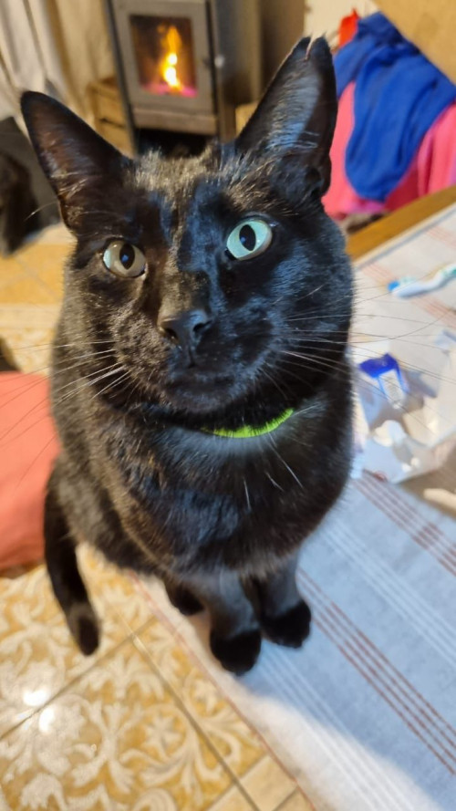 Jack