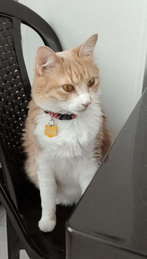 Nala