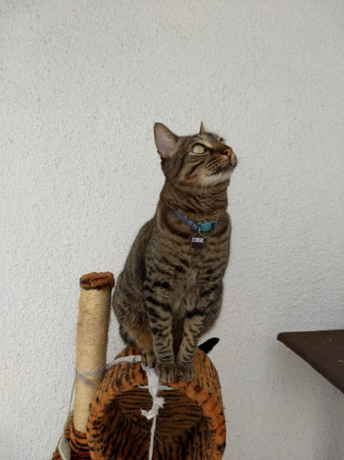 Zeus