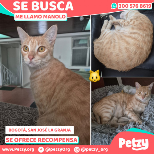 Foto de mascota Manolo