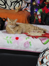 Foto de Garfield en  Bogota #0