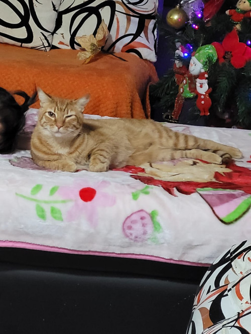 Garfield