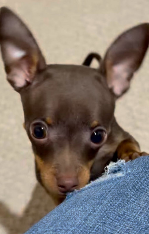 Bruno
