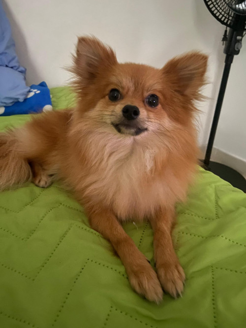 Axel