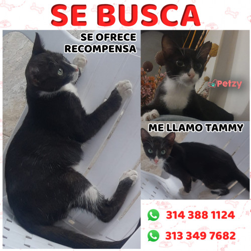 Foto de mascota Tammy