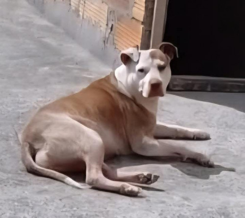 Kiara