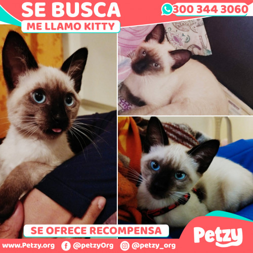 Foto de mascota Kitty