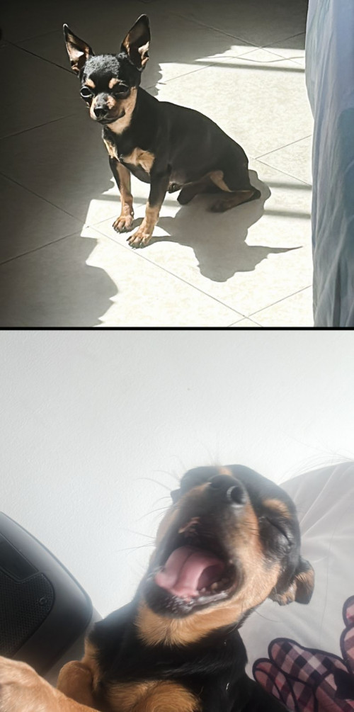 Bruno