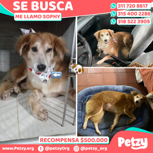 Foto de mascota Sophy