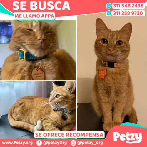 Foto de mascota Appa