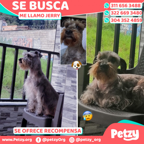 Foto de mascota Jerry