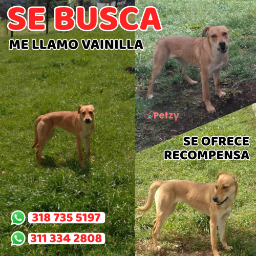 Foto de mascota Vainilla