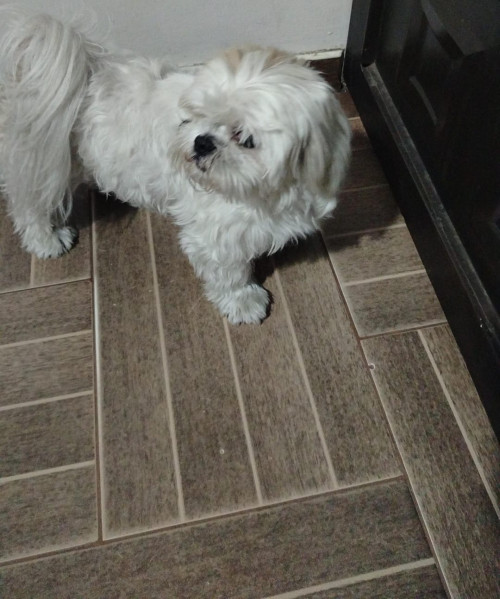 Toby