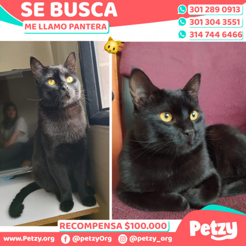 Foto de mascota Pantera