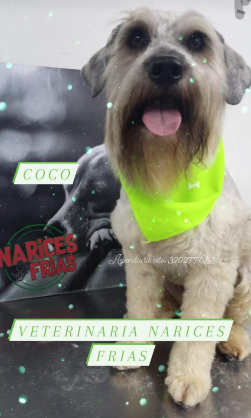 Coco