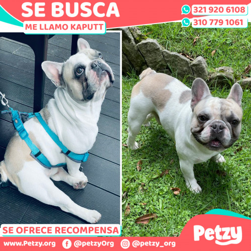 Foto de mascota Kaputt