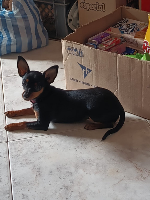 Tobita