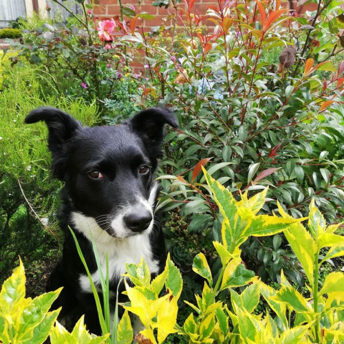 Nala