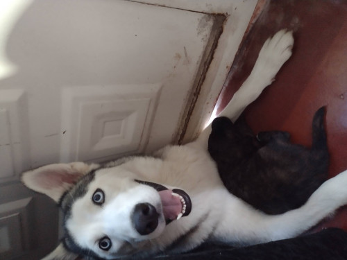 Kora