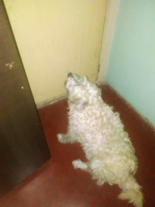 Sacha
