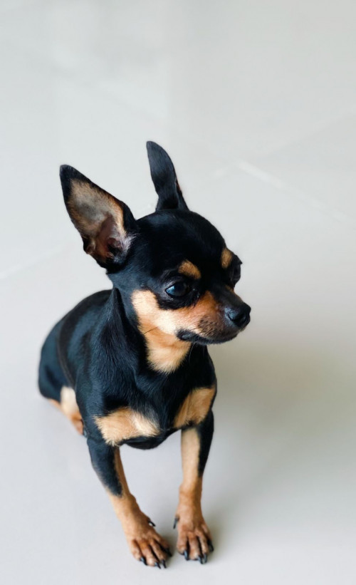 Bruno