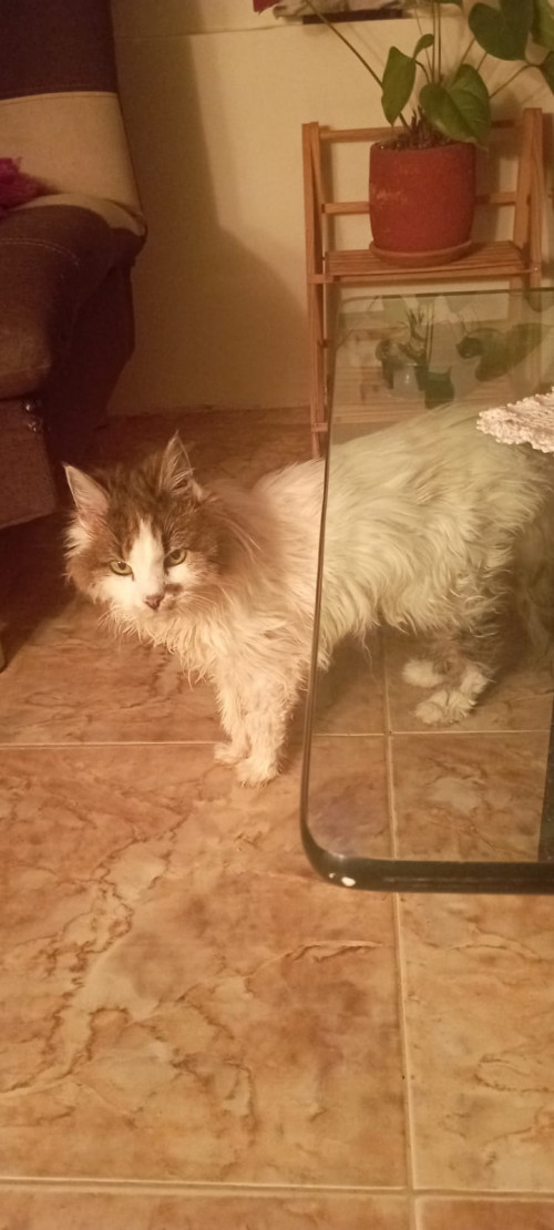 Peluza