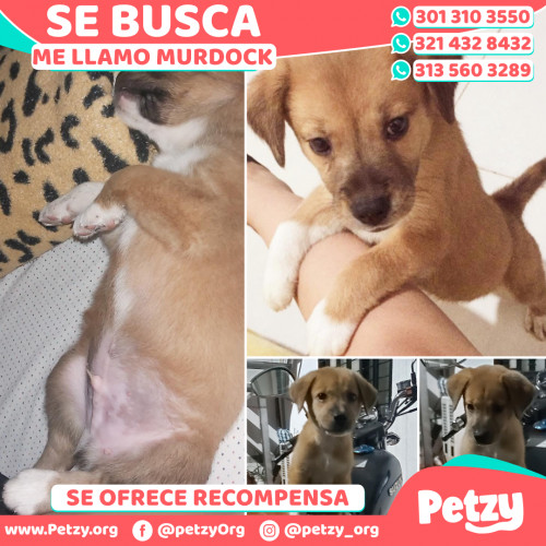 Foto de mascota Murdock