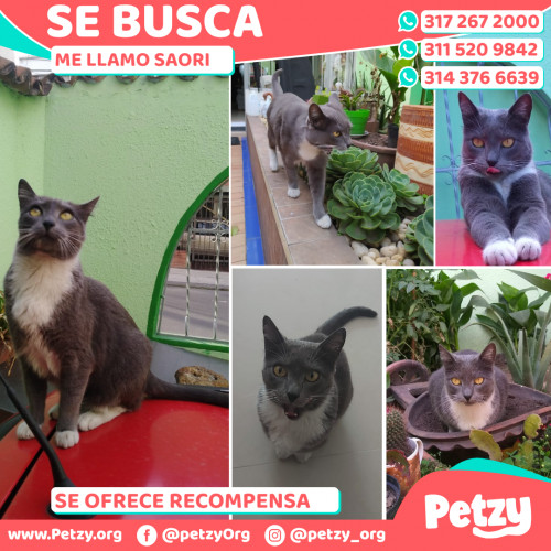 Foto de mascota Saori