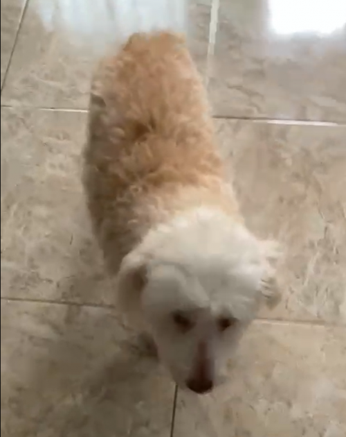 Toño