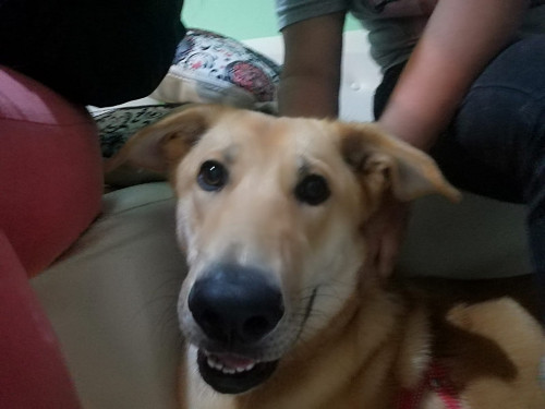 Chiqui
