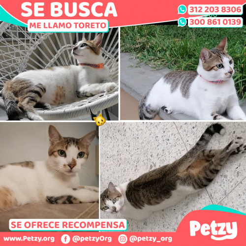 Foto de mascota Toreto