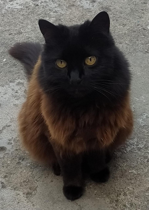 Pachita
