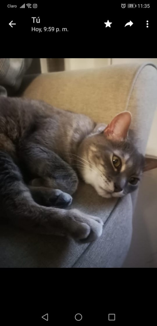 Gris
