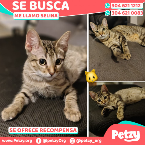 Foto de mascota Selina