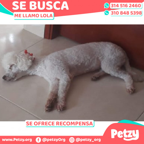 Foto de mascota Lola