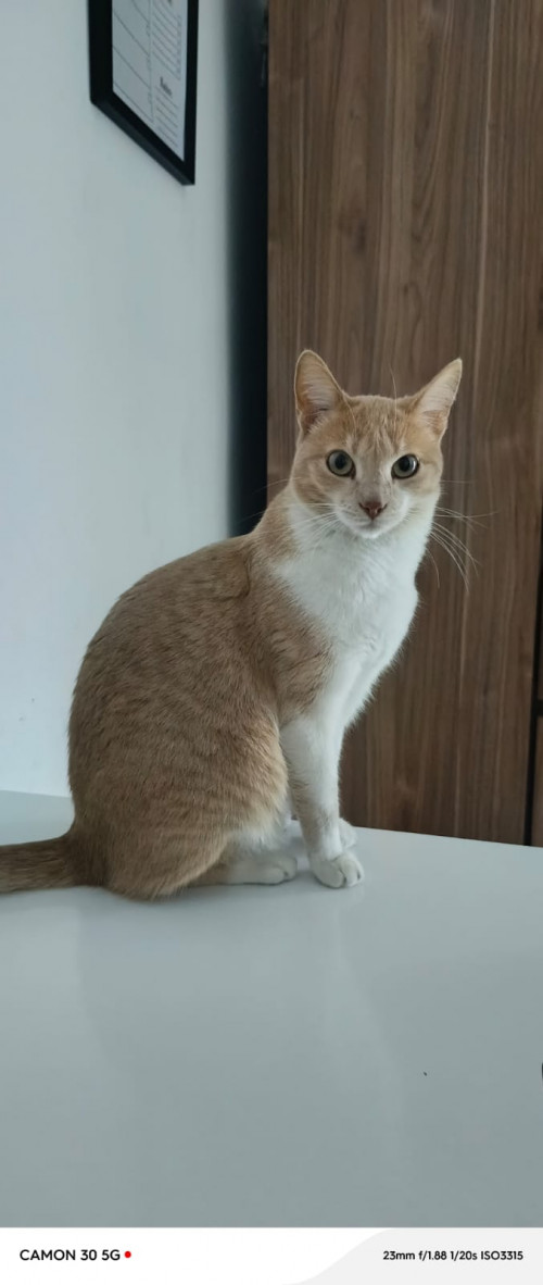 Nala