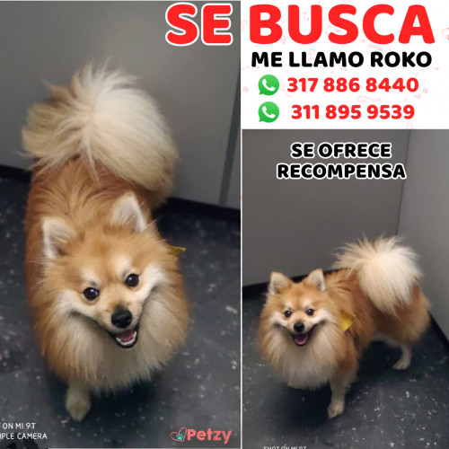 Foto de mascota Roko