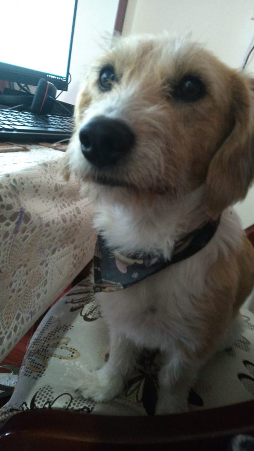 Odie