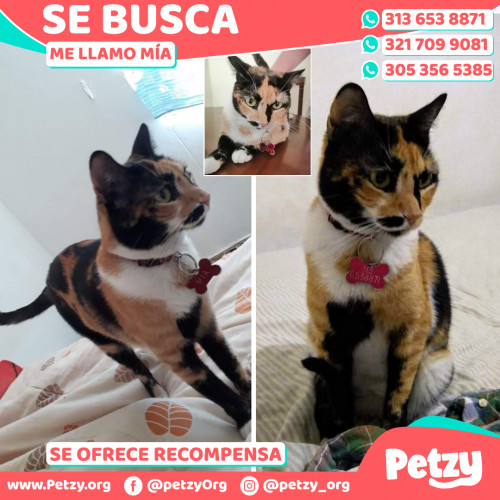 Foto de mascota Mía