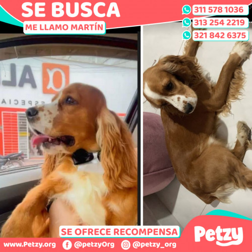 Foto de mascota Martín
