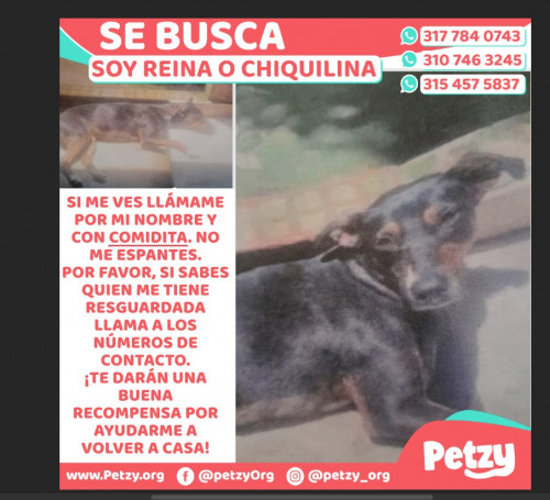 Banner de Reina O Chiquilina