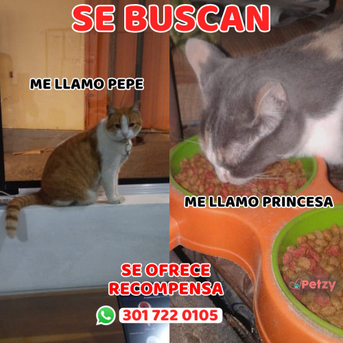 Foto de mascota Pepe Y Princesa